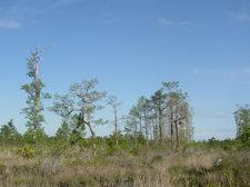 Hal Scott Regional Preserve and Park