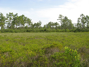 Savage Christmas Creek Preserve