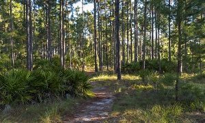 Econlockhatchee Sandhills Conservation Area