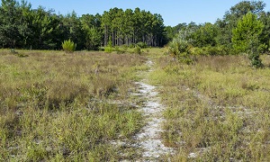 Econlockhatchee Sandhills Conservation Area