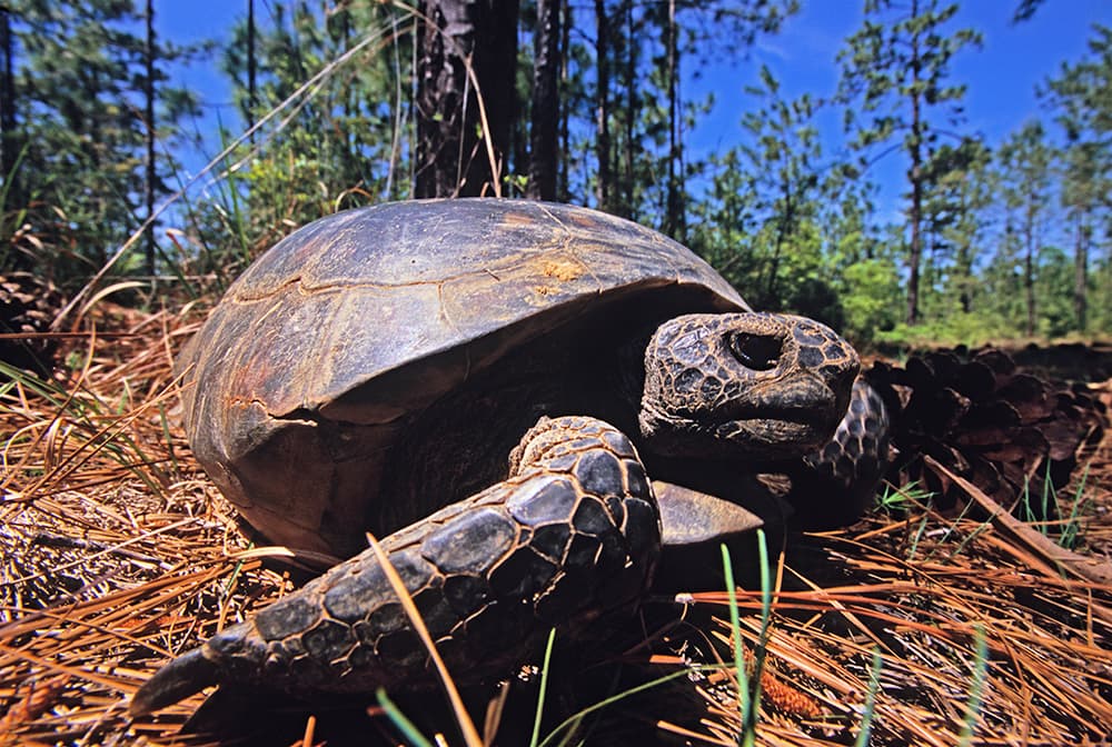 Orange County Earth Week Photo