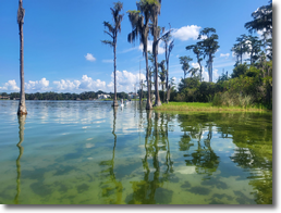 Línea de árboles junto a la masa de agua