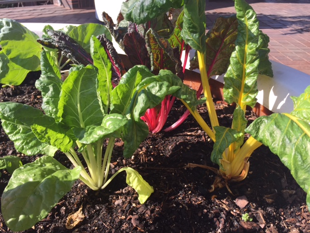 Close up of plants growing in soil