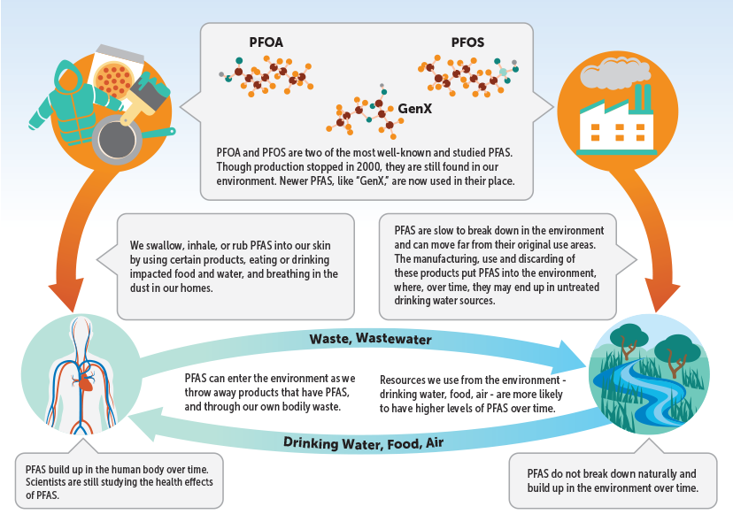 PFAS Cycle - PFOA and PFOS are two of the most well-known and studied PFAS. Though production stopped in 2000, they are still found in our environment. Newer PFAS, like GenX, are now used in their place. We swallow, inhale, or rub PFAS into our skin by using certain products, eating or drinking impacted food and water, and breathing in the dust in our homes. PFAS are slow to break down in the environment and can move far from their original use areas. The manufacturing, use and discarding of these products put PFAS into the environment, where, over time, they may end up in untreated drinking water sources. Waste and Wastewater to Drinking Water, Food, and Air - PFAS can enter the environment as we throw away products that have PFAS, and through our own bodily waste. Resources we use from the environment, such as drinking water, food, and air, are more likely to have higher levels of PFAS over time. PFAS build up in the human body over time. Scientists are still studying the health effects of PFAS. PFAS do not break down naturally and build up in the environment over time.