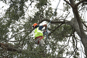 Un profesional podando las ramas de un árbol
